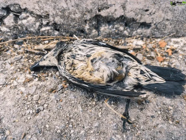 Dead Bird Removal Benobble