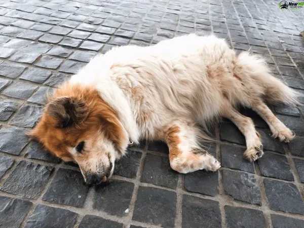 Dead Dog Removal Benobble
