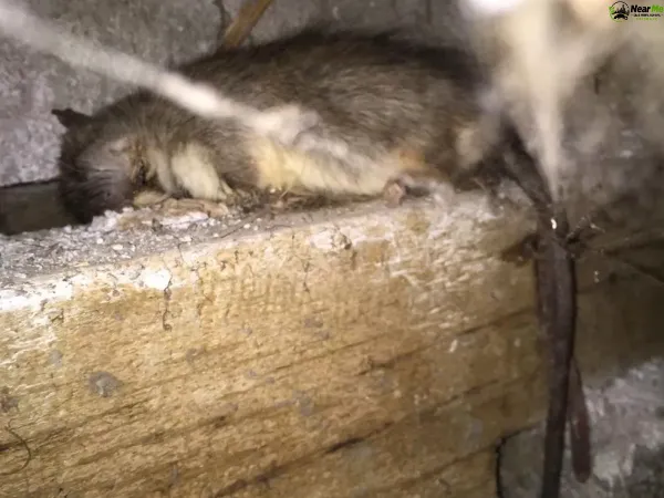Dead Rat Removal Benobble